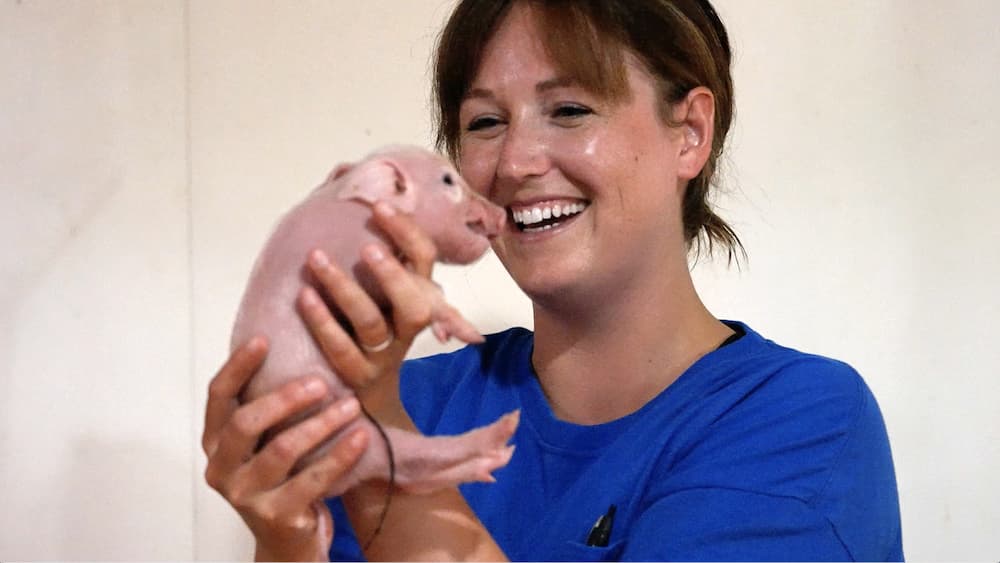 Female veterinarian smiles while holding baby piglet